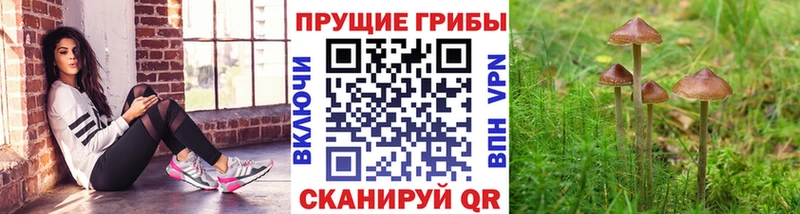 Псилоцибиновые грибы Magic Shrooms магазин Багратионовск